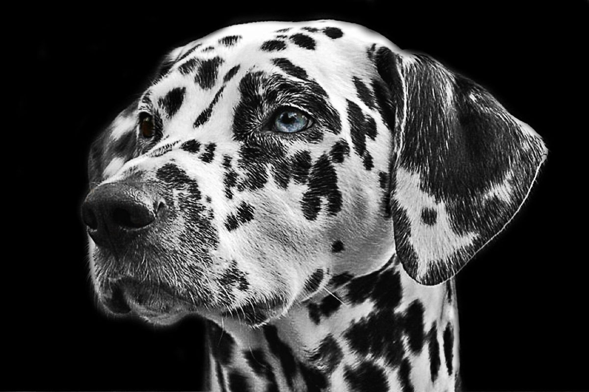 Blog-Petisco-Dalmata